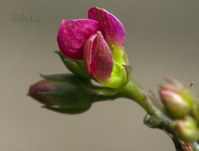 Kalanchoe Buds