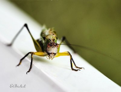 Katydid 2009