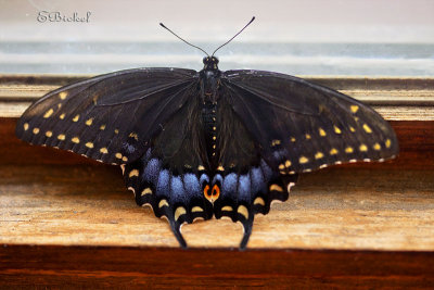 Spicebush Butterfly