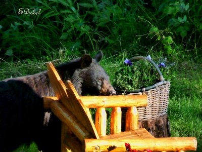 Bear in the Yard