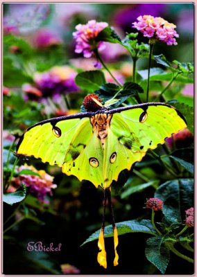 African Moon Moth 2011