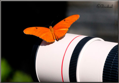 This Butterfly Prefers Canon