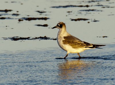 Franklin Gull