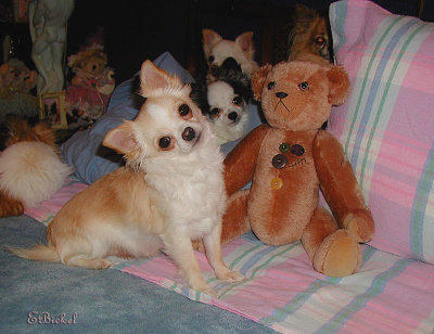 Stuffed Animals 2001