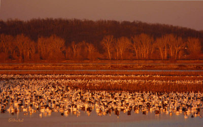 Snow Geese at the Golden Hour