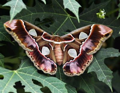 Silk Moth 2011