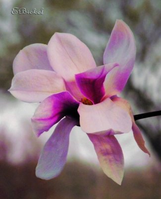 Tulip Tree Bloom 2012