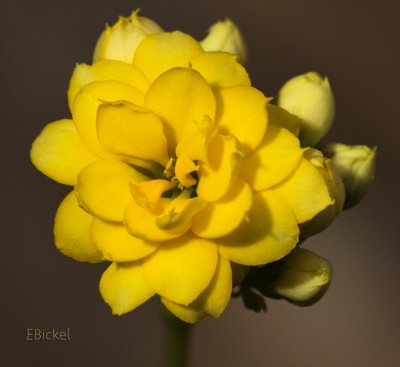 Kalanchoe Blossom 2012