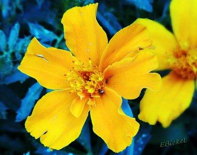 Marigold 2012