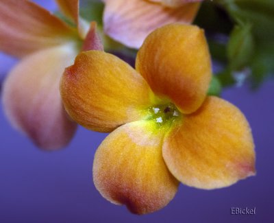 Orange Kalanchoe Blossom