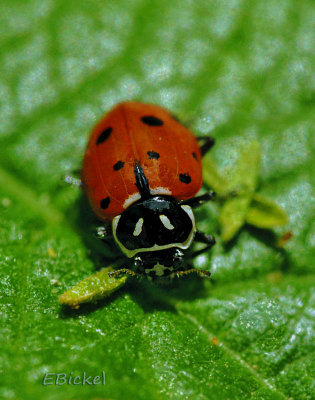 Lady Bug 2012