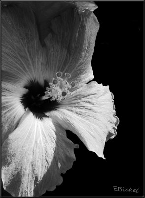 Hibiscus