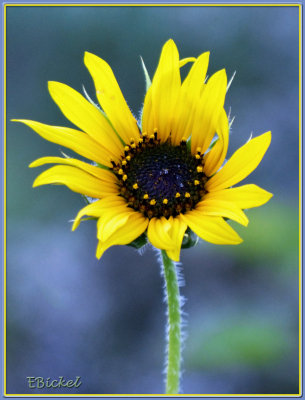 First Sunflower 2012