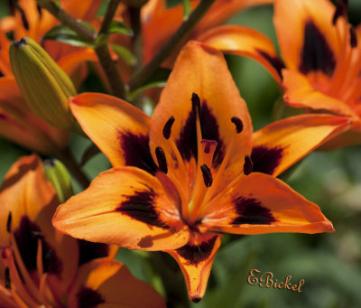 Day Lily 2010