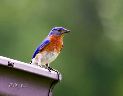Bluebird 2011