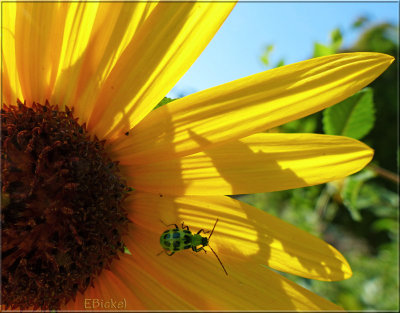 Bug on a Sunflower 2012