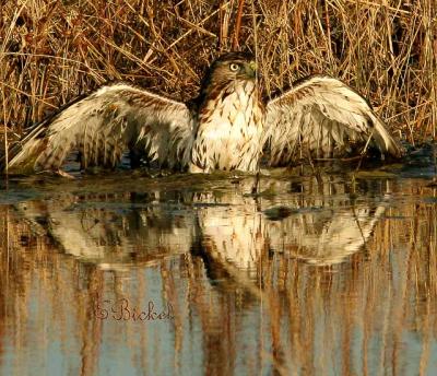 Hawk in Marsh