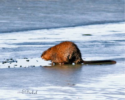 Muskrat on Ice