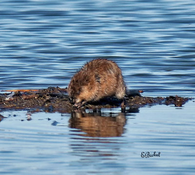 Muskrat on an Island