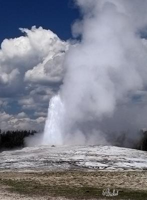 Old Faithful