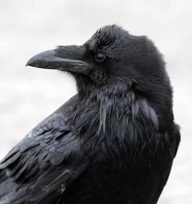 Just Blackbirds