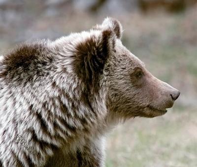 Griz in Profile