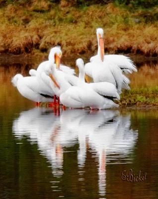 White Pelicans