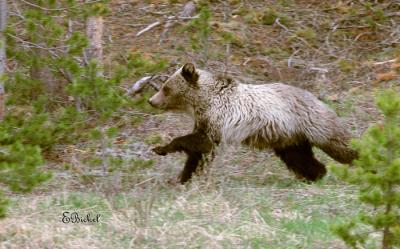 On the run