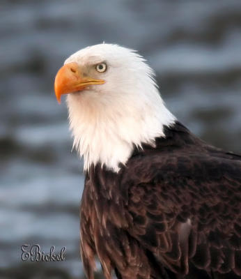 American Bald Eagle