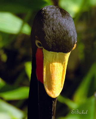 Saddle Bill Stork