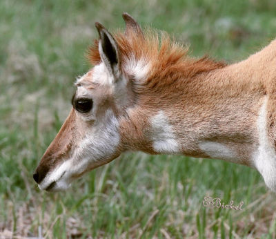 Female Pronghorn