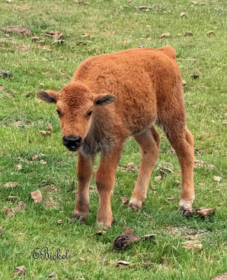 Springtime means Baby Bison