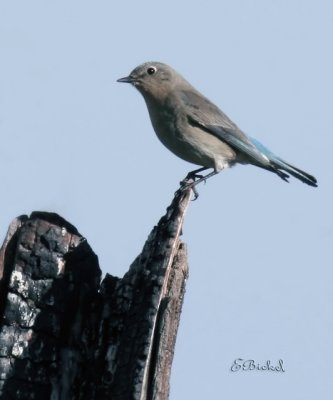 Female Mountain Bluebird