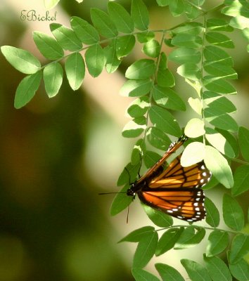 Seeking Shade