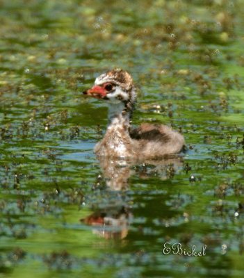 Another Baby Grebe