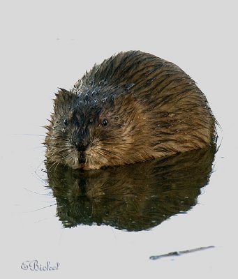 Reflection of a Muskrat