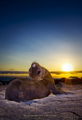 Galapagos Sea Lion Pup Sunset