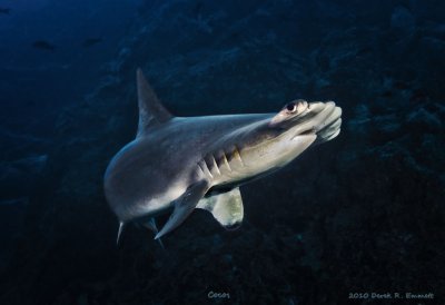 Hammerhead on the Reef