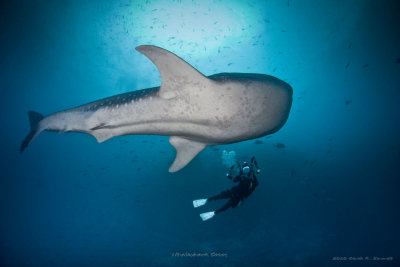 Whaleshark and Diver