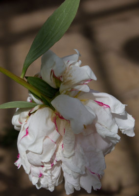 0890_Peony.jpg