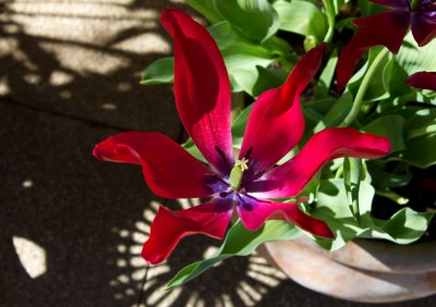 0897_Tulip.jpg