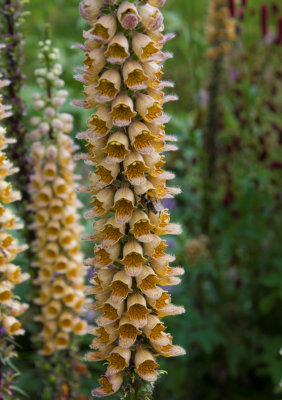 15621_Foxglove.jpg