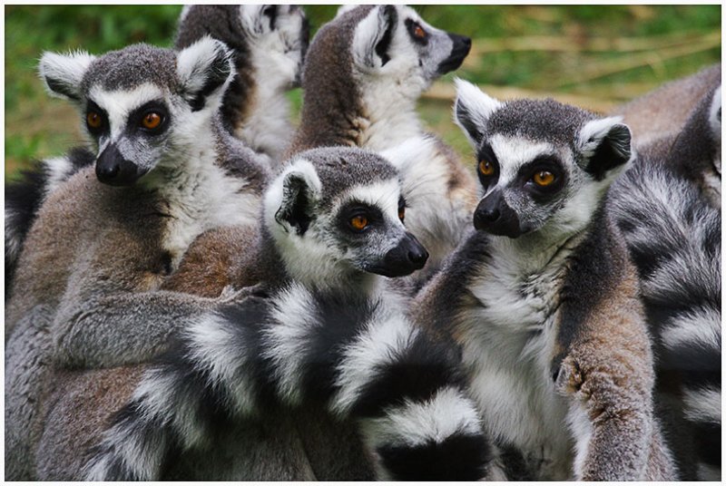 Lemurs
