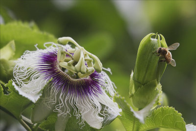 Passiflora.jpg