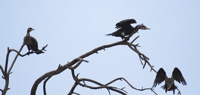 Cormorants Pecking Order