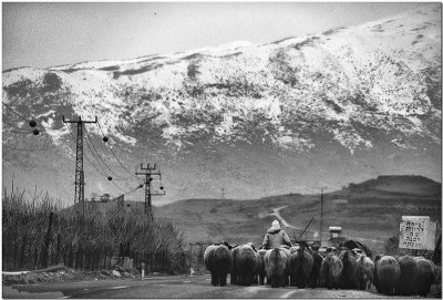 Druse Shepherd in the Golan.jpg