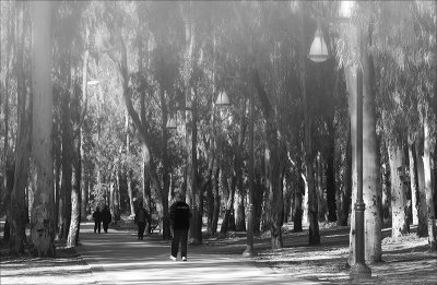 Winter Walk in Park Leumi.jpg