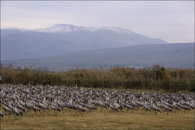 Cranes at Hula Wetlands with Mount Hermon in the Background