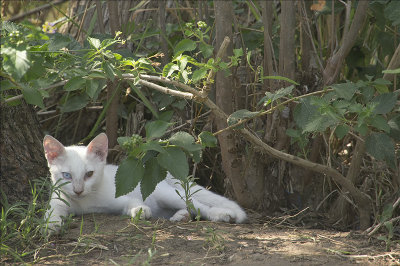 Hiding in the bushes with one green eye and one blue eye.jpg