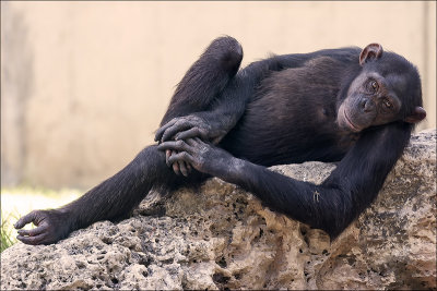 The Chimpanzee Look.
